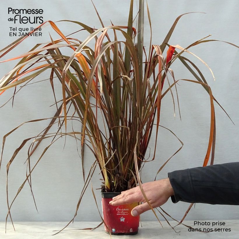 Phormium tenax Jack Spratt - Lino de Nueva Zelanda Maceta 2L/3L Ejemplar entregado en invierno