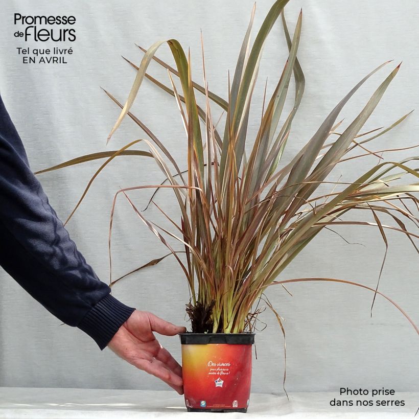 Phormium tenax Jack Spratt - Lino de Nueva Zelanda Maceta 2L/3LAltura de entrega aprox. 30/40cm Ejemplar entregado en la primavera