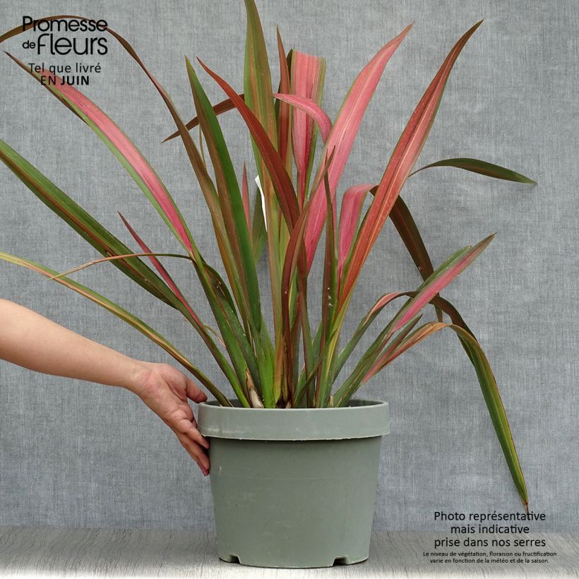 Ejemplar de Phormium tenax Jester - Lino de Nueva Zelanda Maceta 7,5L/10LAltura de entrega aprox. 70/90cm entregado en verano