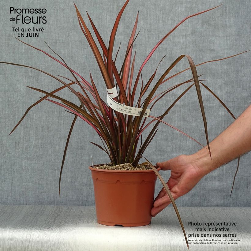 Ejemplar de Phormium tenax Pink Panther - Lino de Nueva Zelanda Maceta 2L/3L entregado en verano