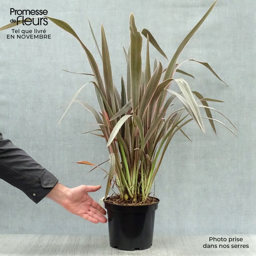 Ejemplar de Phormium tenax Pink Stripe - Lino de Nueva Zelanda Maceta 3L/4L entregado en otoño