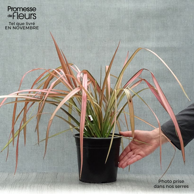 Ejemplar de Phormium tenax Rainbow Maiden - Lino de Nueva Zelanda Maceta 3L/4L entregado en otoño