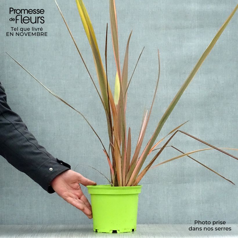 Ejemplar de Phormium tenax Rainbow Queen - Lino de Nueva Zelanda Maceta 2L/3L entregado en otoño