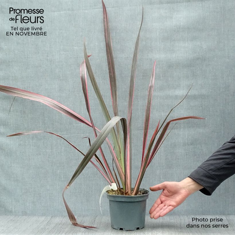Ejemplar de Phormium tenax Sundowner - Lino de Nueva Zelanda Maceta 2L/3L entregado en otoño