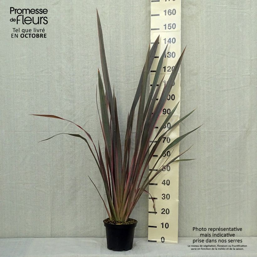 Ejemplar de Phormium tenax Sundowner - Lino de Nueva Zelanda Maceta 4L/5L entregado en otoño