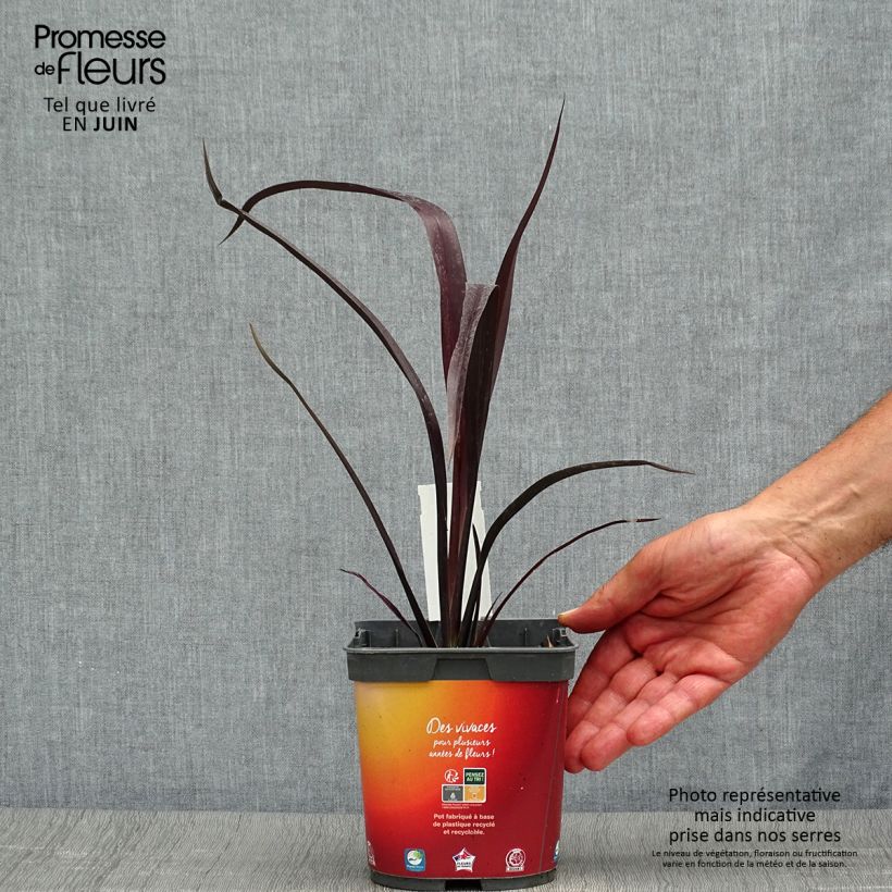 Ejemplar de Phormium cookianum Black adder - Lino de Nueva Zelanda Maceta 2L/3LAltura de entrega aprox. 50/60cm entregado en verano