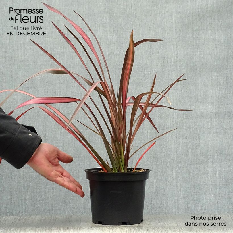 Phormium tenax Evening Glow - Lino de Nueva Zelanda Maceta 2L/3L Ejemplar entregado en invierno