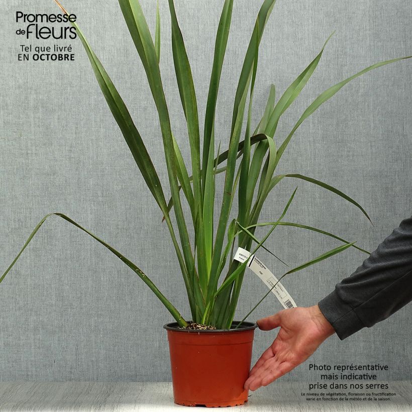 Ejemplar de Phormium tenax - Lino de Nueva Zelanda Maceta 2L/3L entregado en otoño