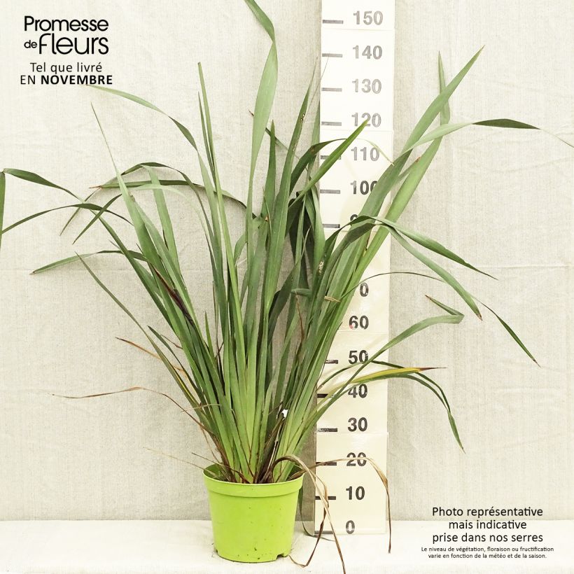 Ejemplar de Phormium tenax - Lino de Nueva Zelanda Maceta 7,5L/10L entregado en otoño