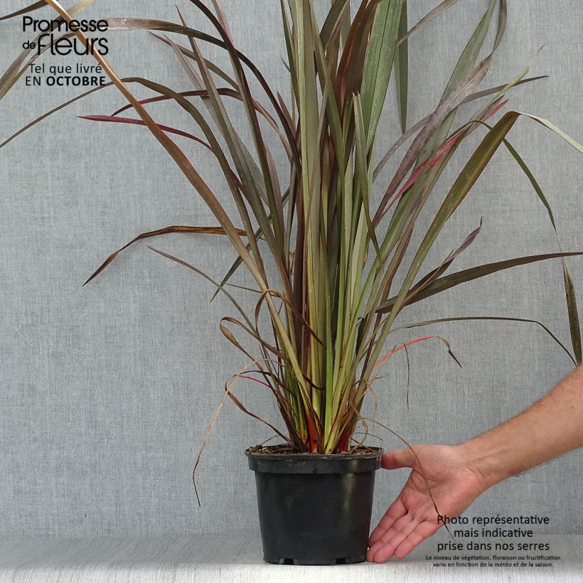 Ejemplar de Phormium tenax Purpureum - Lino de Nueva Zelanda Maceta 2L/3L entregado en otoño
