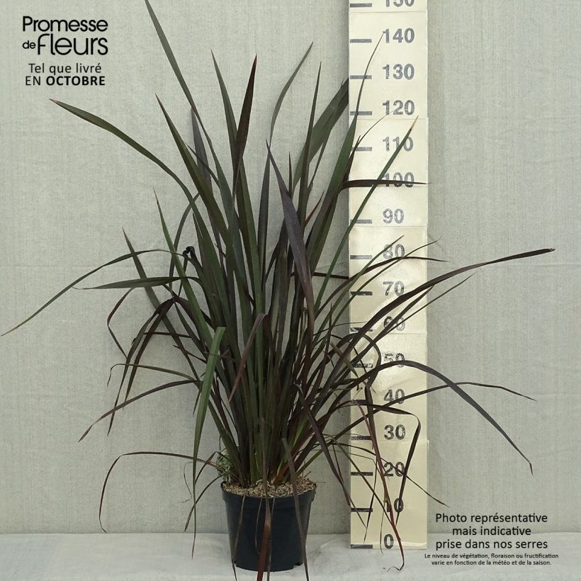 Ejemplar de Phormium tenax Purpureum - Lino de Nueva Zelanda Maceta 7,5L/10L entregado en otoño