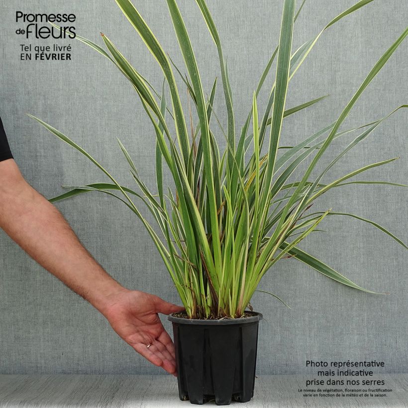 Ejemplar de Phormium tenax Variegatum - Lino de Nueva Zelanda Maceta 2L/3L entregado en otoño