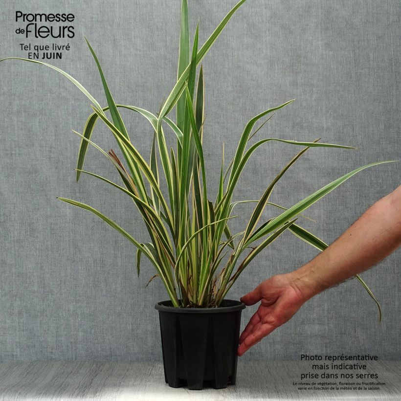 Ejemplar de Phormium tenax Variegatum - Lino de Nueva Zelanda Maceta 2L/3LAltura de entrega aprox. 10/20cm entregado en verano