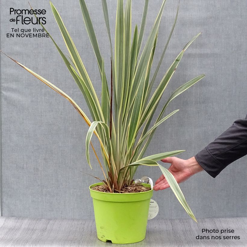 Ejemplar de Phormium tenax Variegatum - Lino de Nueva Zelanda Maceta 7,5L/10L entregado en otoño