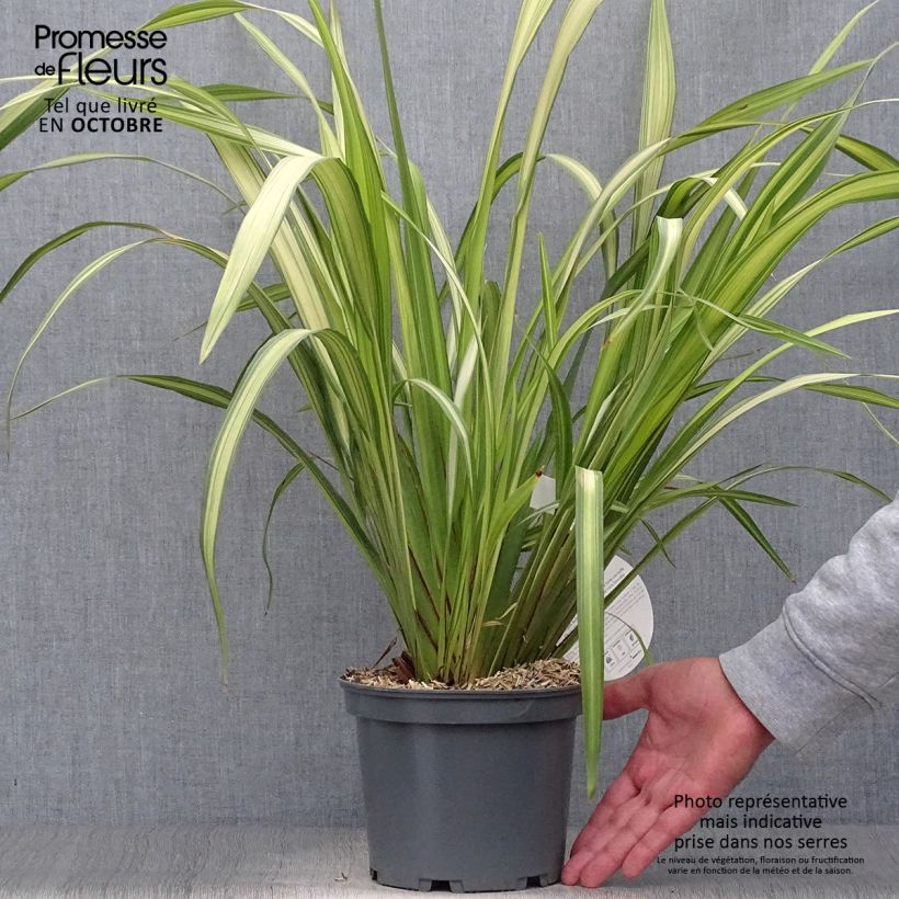Ejemplar de Phormium tenax Yellow Wave - Lino de Nueva Zelanda Maceta 2L/3L entregado en otoño