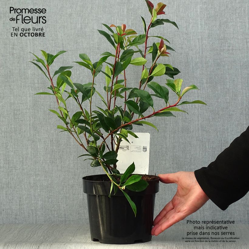 Ejemplar de Photinia fraseri Carré Rouge - Fotinia Maceta 2L/3L entregado en otoño
