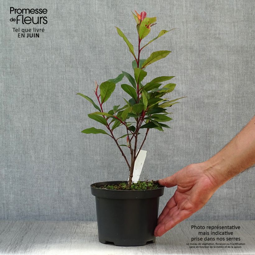 Ejemplar de Photinia fraseri Carré Rouge - Fotinia Maceta 2L/3LAltura de entrega aprox. 25/35cm entregado en verano