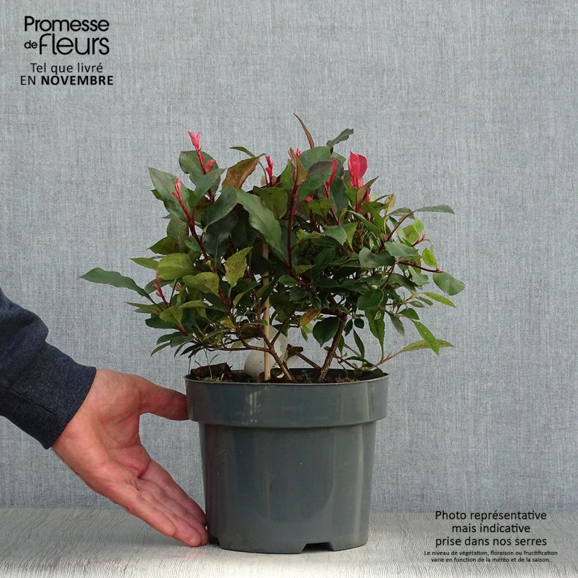 Ejemplar de Photinia fraseri Little Fenna - Fotinia Maceta 2L/3L entregado en otoño
