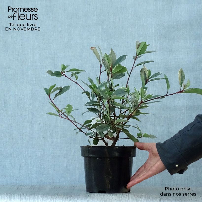Ejemplar de Photinia fraseri Louise - Fotinia Maceta 2L/3L entregado en otoño