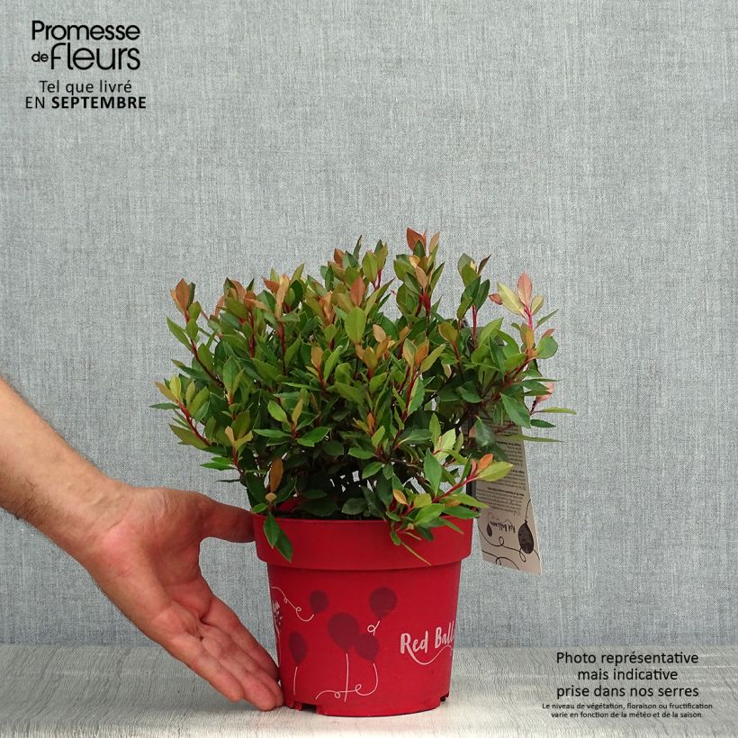 Ejemplar de Photinia fraseri Red Ballcoon - Fotinia Maceta 2L/3L entregado en otoño