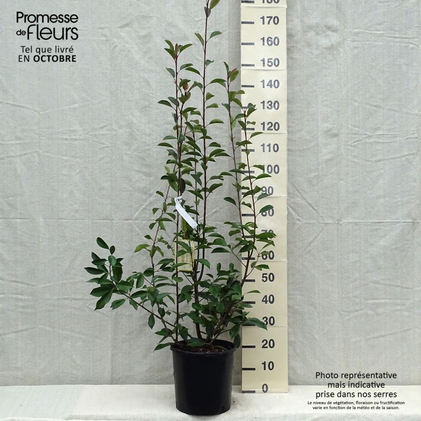 Ejemplar de Photinia fraseri Red Robin - Fotinia Maceta 12L/15L entregado en otoño