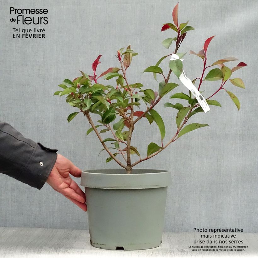 Photinia fraseri Red Robin - Fotinia Maceta 7,5L/10L Ejemplar entregado en invierno
