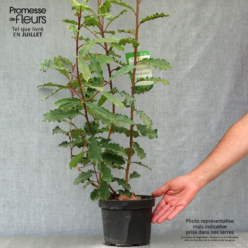 Ejemplar de Photinia serratifolia Crunchy - Fotinia Maceta 2L/3L entregado en verano