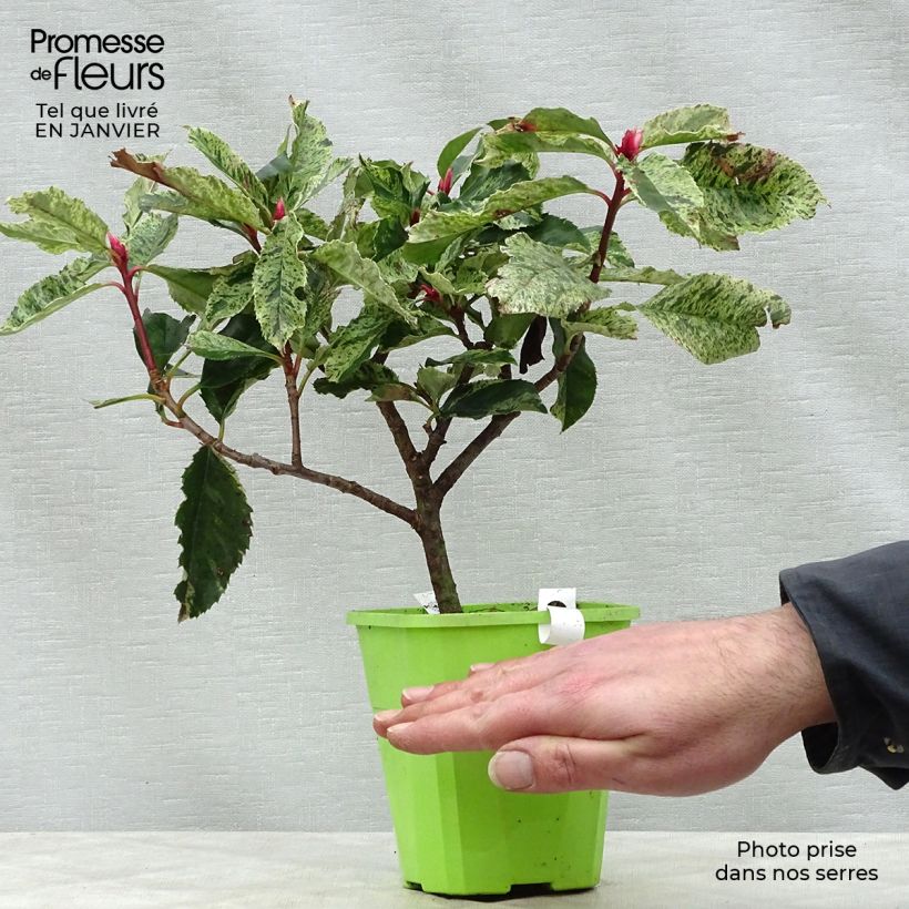 Photinia serratifolia Pink Crispy - Fotinia Maceta 1L/1,5L Ejemplar entregado en invierno