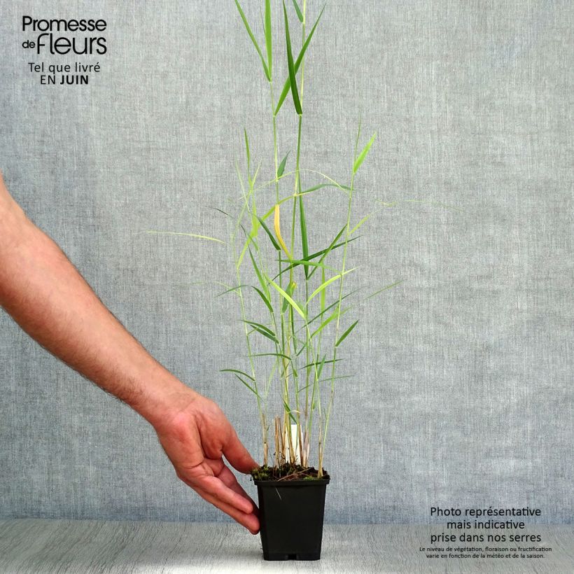 Ejemplar de Phragmites australis - Carrizo Maceta de 8/9 cm entregado en verano
