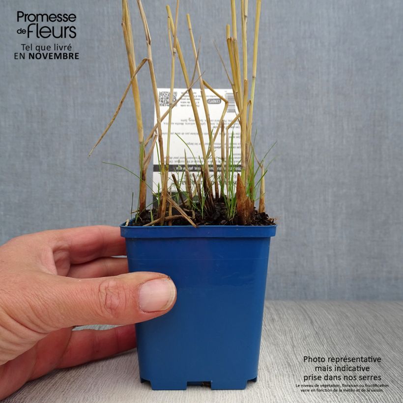 Ejemplar de Phragmites australis Variegatus - Carrizo Maceta de 8/9 cm entregado en otoño