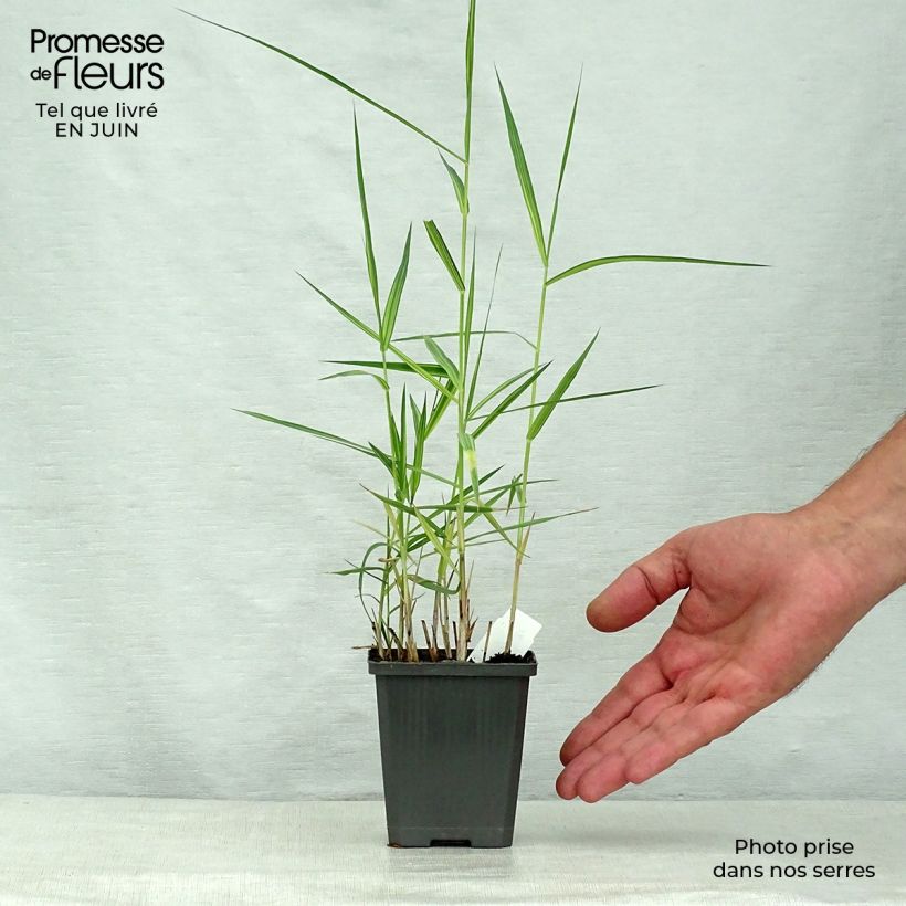 Ejemplar de Phragmites australis Variegatus - Carrizo Maceta de 8/9 cm entregado en verano