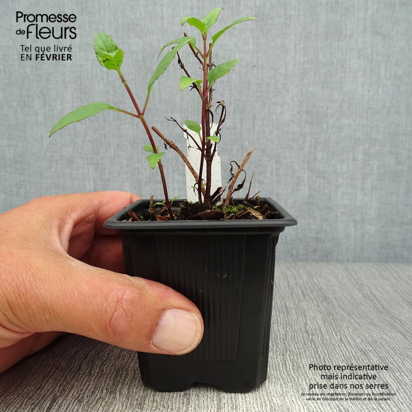 Ejemplar de Phygelius capensis Maceta de 8/9 cm entregado en otoño