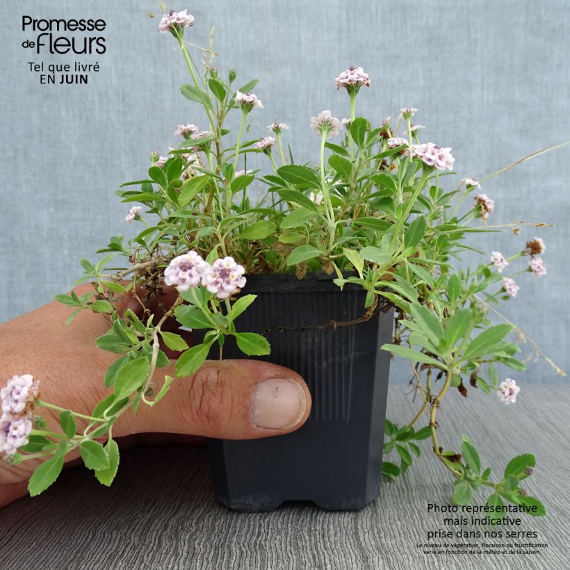 Ejemplar de Phyla nodiflora var. canescens - Lippia nodiflora Godet de 7/8 cm entregado en verano