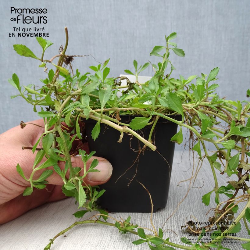 Ejemplar de Phyla nodiflora Maceta de 8/9 cm entregado en otoño