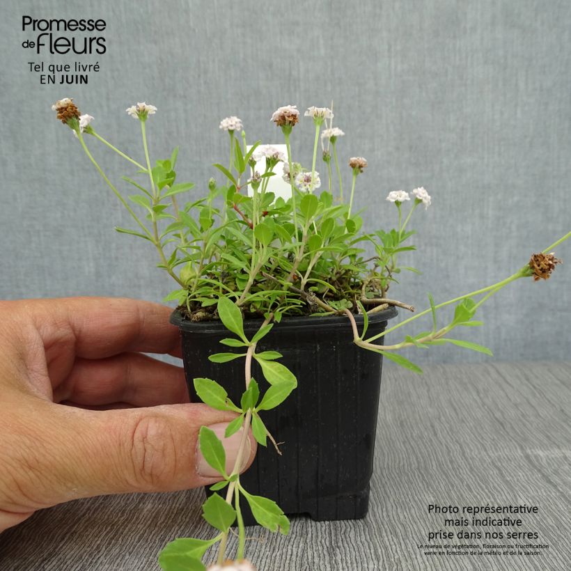 Ejemplar de Phyla nodiflora Maceta de 8/9 cm entregado en verano