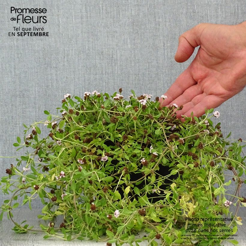 Ejemplar de Phyla nodiflora Maceta 2L/3L entregado en verano