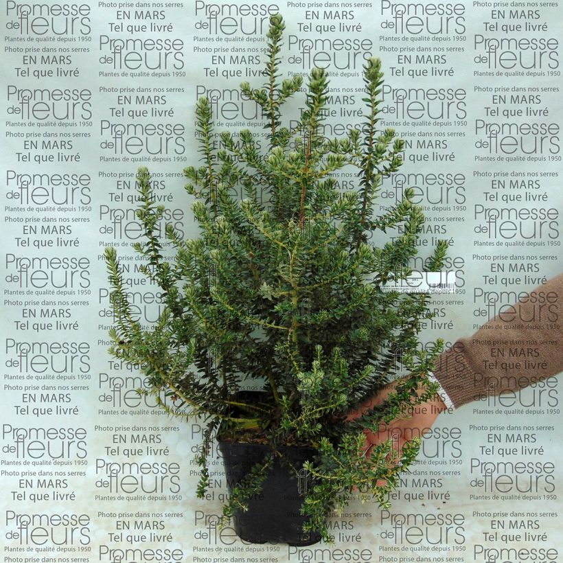 Ejemplo de ejemplar de Phylica arborea Maceta 3L/4L tal y como se entrega