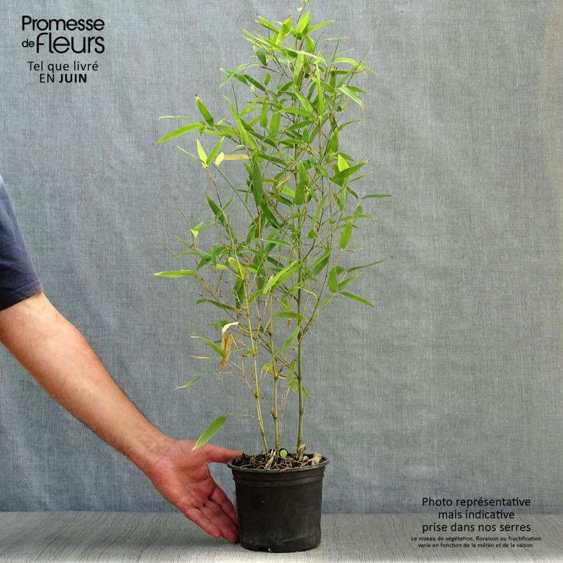 Ejemplar de Phyllostachys atrovaginata Green Perfume - Bambú de agua Maceta 2L/3LAltura de entrega aprox. 40/60cm entregado en verano