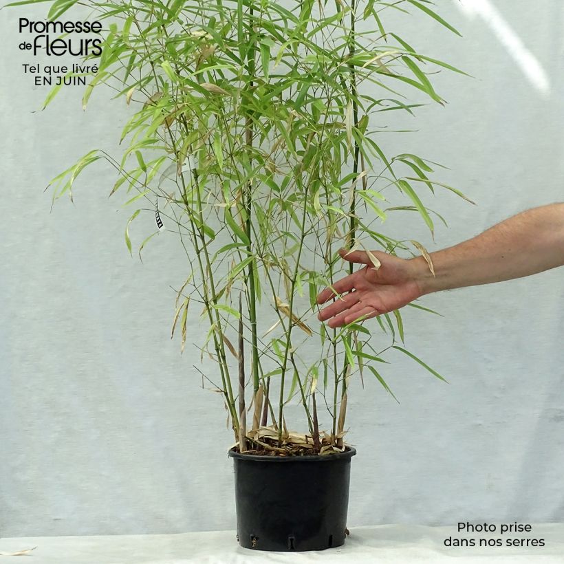 Ejemplar de Phyllostachys atrovaginata Green Perfume - Bambú de agua Maceta 4L/5LAltura de entrega aprox. 175/200cm entregado en verano