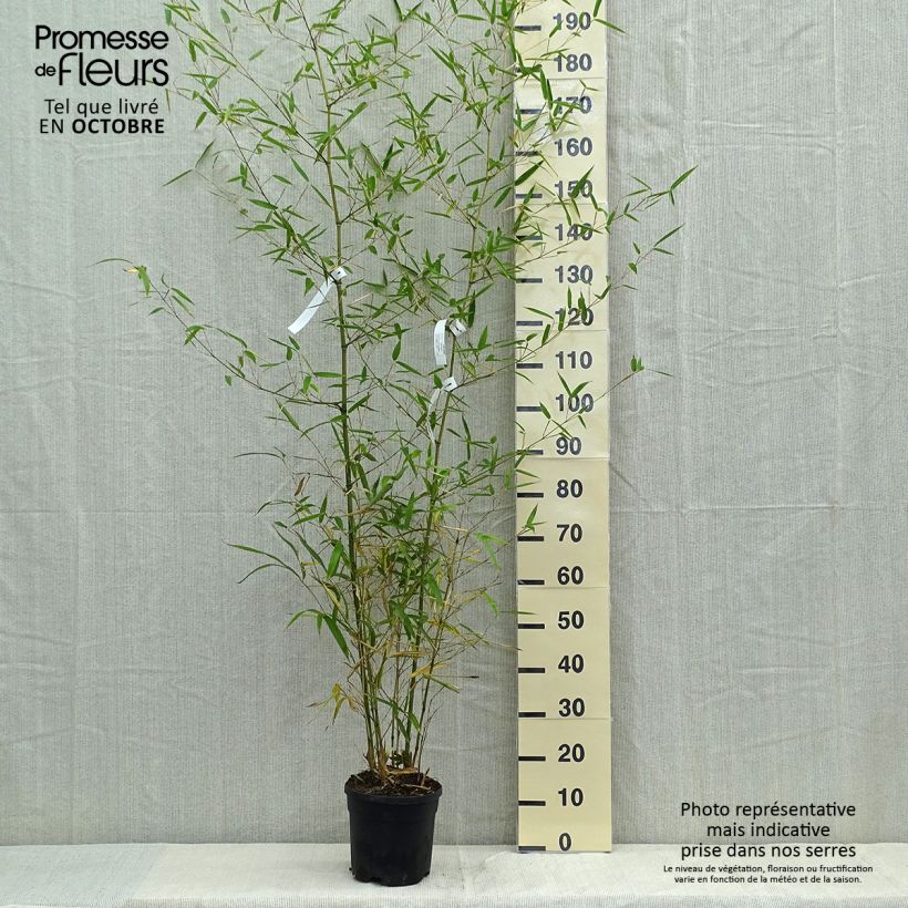Ejemplar de Phyllostachys atrovaginata Green Perfume - Bambú de agua Maceta 4L/5L entregado en otoño
