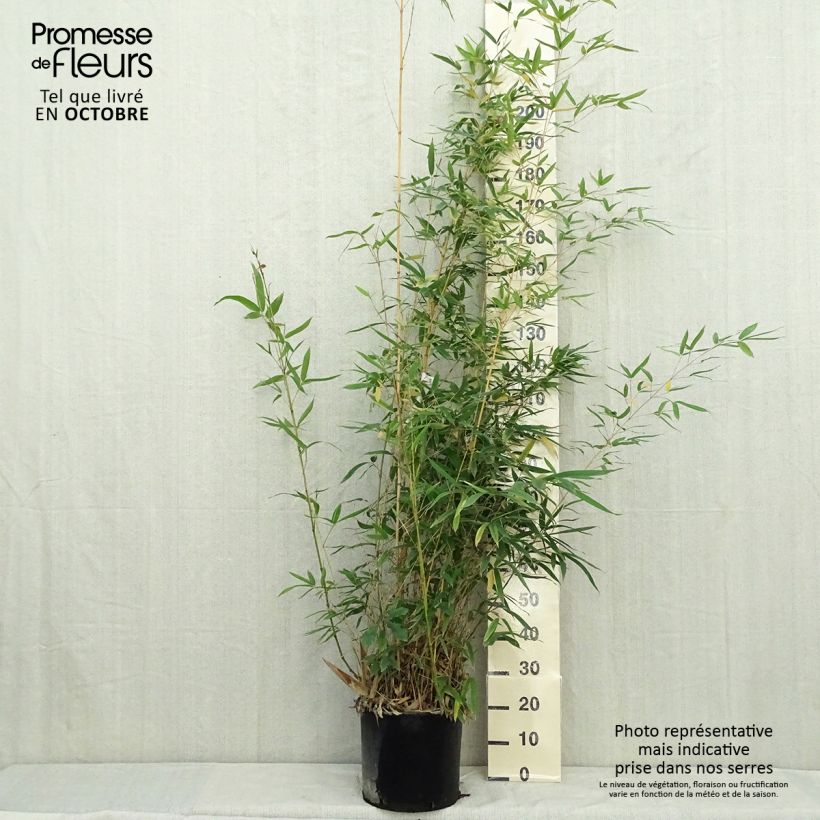 Ejemplar de Phyllostachys aurea Holochrysa - Bambú dorado Maceta 12L/15L entregado en otoño