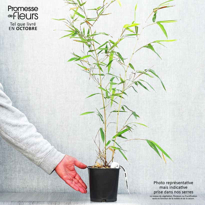 Ejemplar de Phyllostachys aureosulcata Spectabilis - Bambú Maceta 2L/3L entregado en otoño