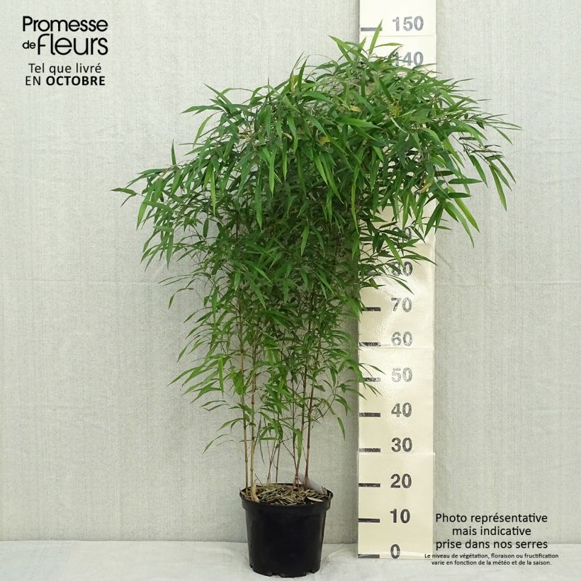 Ejemplar de Phyllostachys aureosulcata Spectabilis - Bambú Maceta 4L/5L entregado en otoño