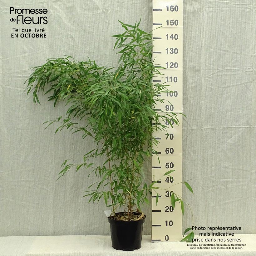 Ejemplar de Phyllostachys aureosulcata Spectabilis - Bambú Maceta 7,5L/10L entregado en otoño