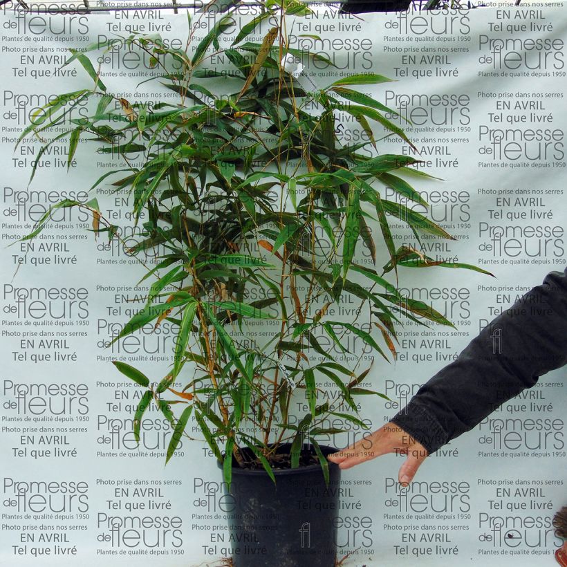 Ejemplo de ejemplar de Phyllostachys bambusoides Castillonis - Bambú gigante Maceta 4L/5LAltura de entrega aprox. 80/100cm tal y como se entrega