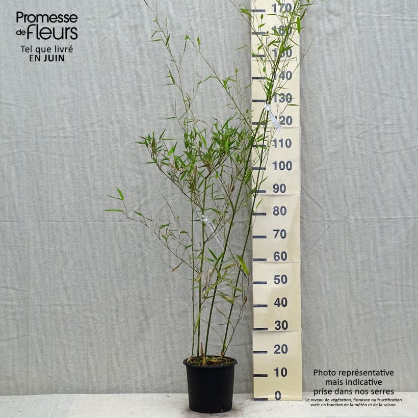 Ejemplar de Phyllostachys heteroclada - Bambú Maceta 4L/5LAltura de entrega aprox. 100/150cm entregado en verano