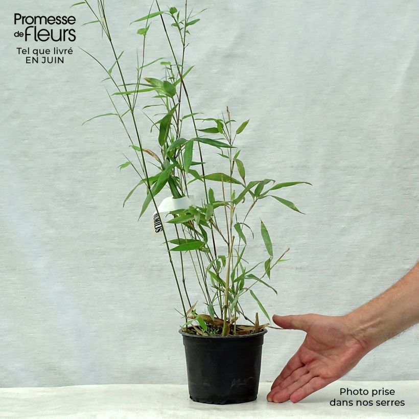 Ejemplar de Phyllostachys humilis - Bambú Maceta 2L/3LAltura de entrega aprox. 100+cm entregado en verano