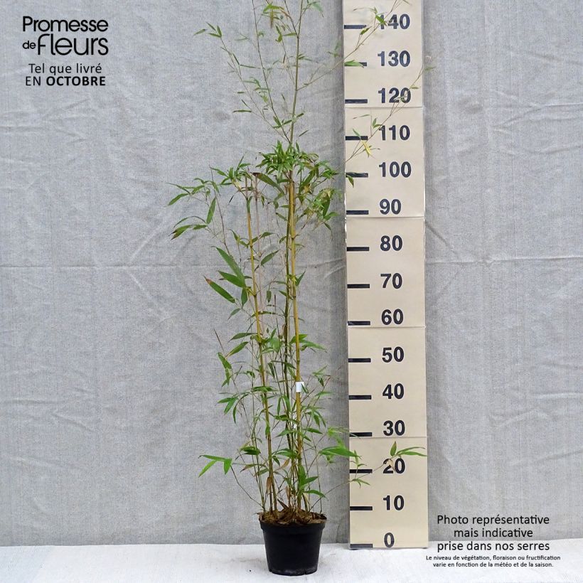 Ejemplar de Phyllostachys humilis - Bambú Maceta 2L/3L entregado en otoño