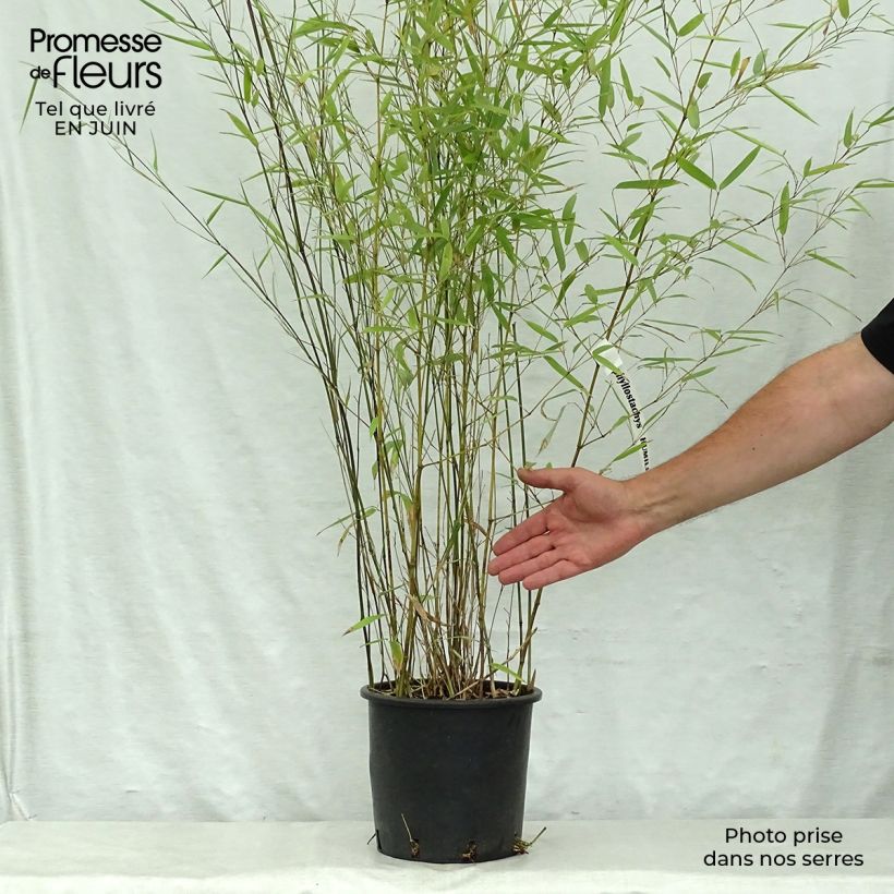 Ejemplar de Phyllostachys humilis - Bambú Maceta 4L/5LAltura de entrega aprox. 100/150cm entregado en verano