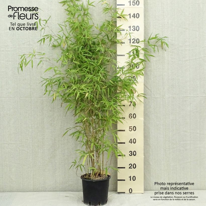 Ejemplar de Phyllostachys humilis - Bambú Maceta 4L/5L entregado en otoño